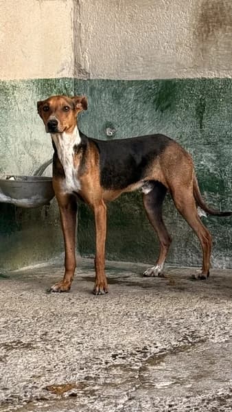 FUEGO, male Mixed Breed for adoption at Refugio Tierra Blanca