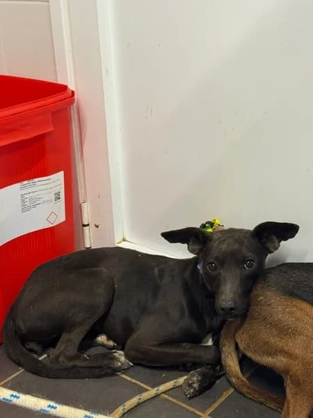 PULGUITA, female Mixed Breed for adoption at Refugio Tierra Blanca