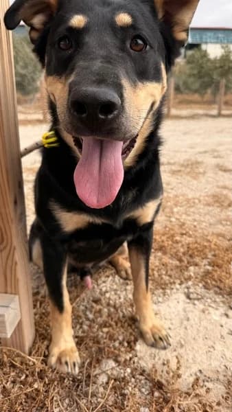 NERO, male Mixed Breed for adoption at Refugio Tierra Blanca