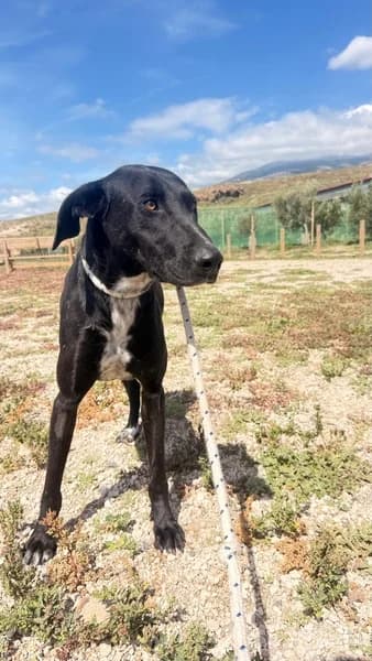 VALIENTE, male Mixed Breed for adoption at Refugio Tierra Blanca