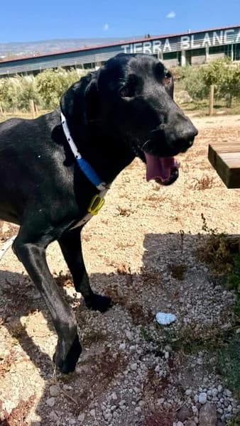 VINI, male Mixed Breed for adoption at Refugio Tierra Blanca
