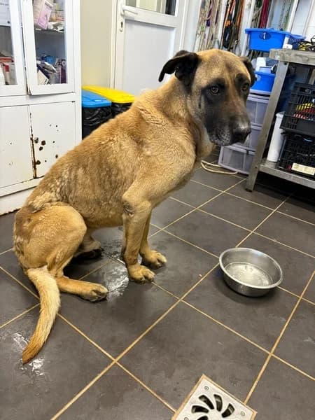 SULLY, male Mixed Breed for adoption at Refugio Tierra Blanca