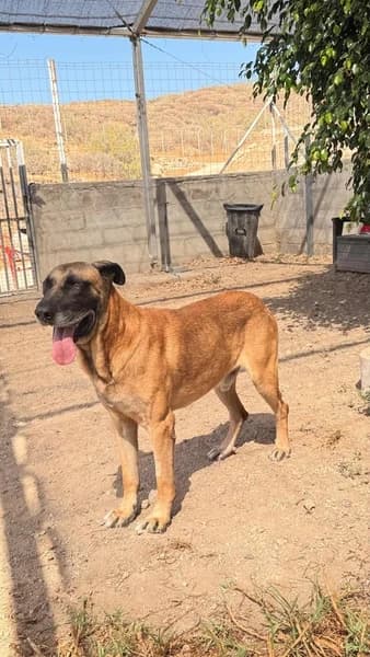 SULLY, male Mixed Breed for adoption at Refugio Tierra Blanca