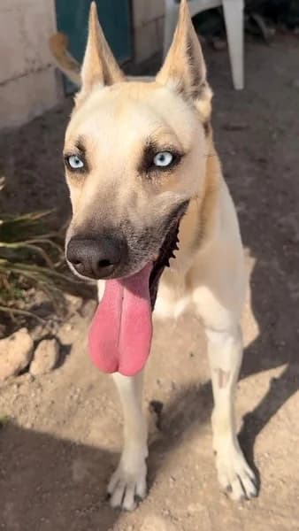 FABIO, male Mixed Breed for adoption at Refugio Tierra Blanca
