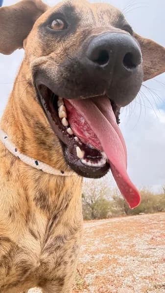 HENKO, male Mixed Breed for adoption at Refugio Tierra Blanca