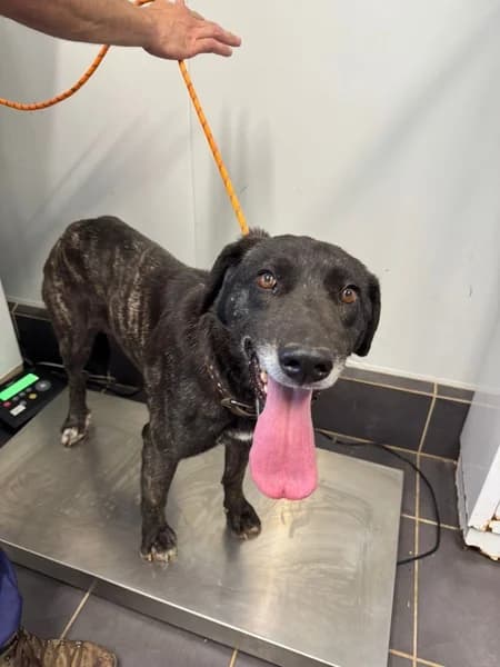 ANASTACIA, female Mixed Breed for adoption at Refugio Tierra Blanca