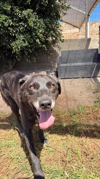 ANASTACIA, female Mixed Breed for adoption at Refugio Tierra Blanca