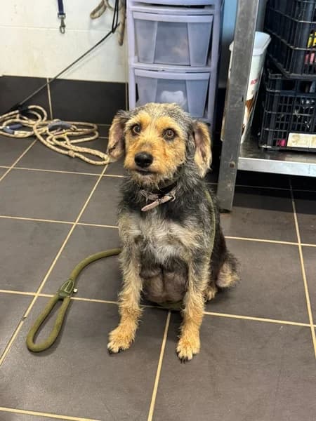 ALMENDRA, female Mixed Breed for adoption at Refugio Tierra Blanca
