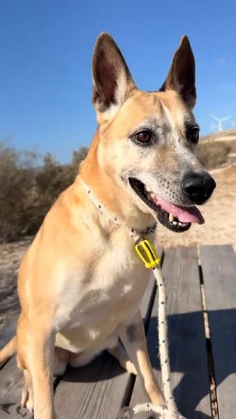 LILLY, female Mixed Breed for adoption at Refugio Tierra Blanca
