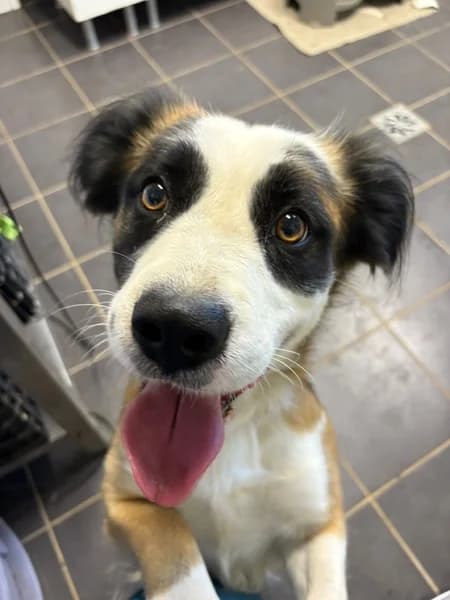 BERNIE, male Mixed Breed for adoption at Refugio Tierra Blanca