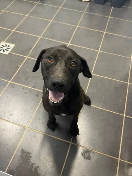 MORENO, male Mixed Breed for adoption at Refugio Tierra Blanca