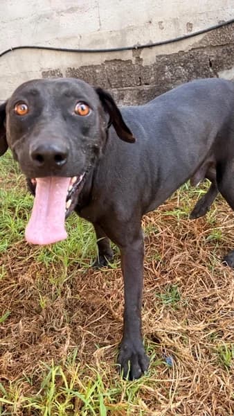 MORENO, male Mixed Breed for adoption at Refugio Tierra Blanca