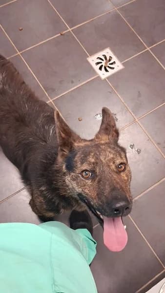 Lena, female Mixed Breed for adoption at Refugio Tierra Blanca