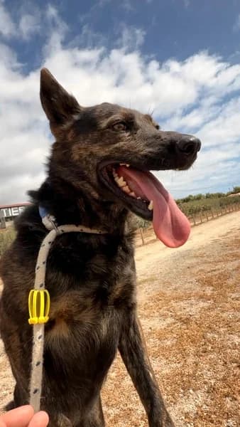 Lena, female Mixed Breed for adoption at Refugio Tierra Blanca
