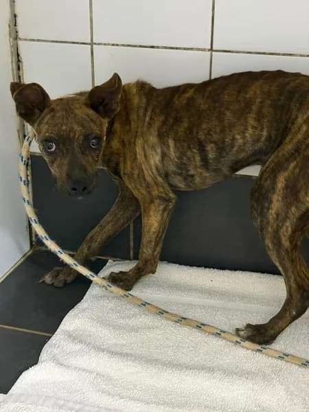 BOSQUE, male Mixed Breed for adoption at Refugio Tierra Blanca