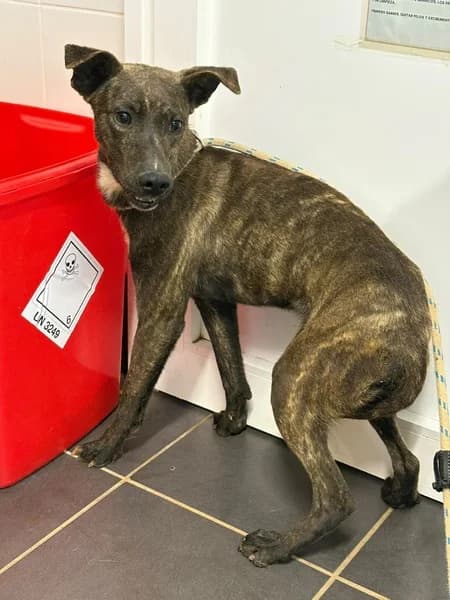 MONTE, male Mixed Breed for adoption at Refugio Tierra Blanca