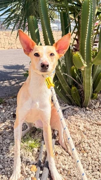 RUBIO, male Podenco for adoption at Refugio Tierra Blanca