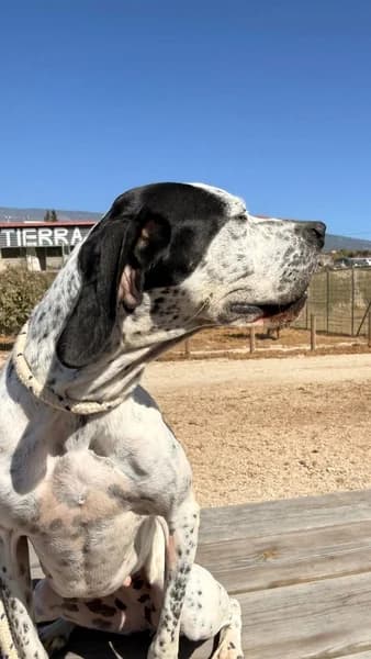 GUINDA, female Mixed Breed for adoption at Refugio Tierra Blanca