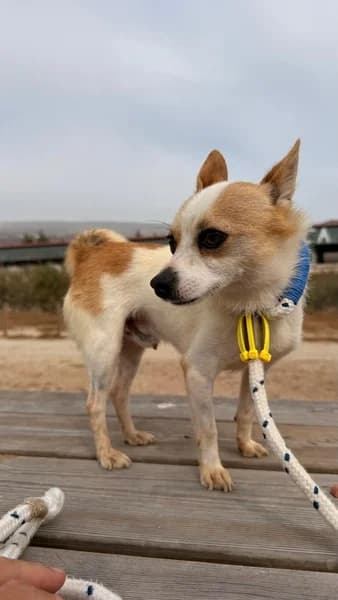 SOFRITO, male Mixed Breed for adoption at Refugio Tierra Blanca