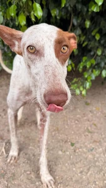 GARBANZO, male Podenco for adoption at Refugio Tierra Blanca