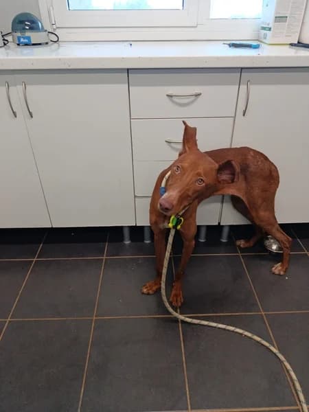 BIMBA, female Podenco for adoption at Refugio Tierra Blanca