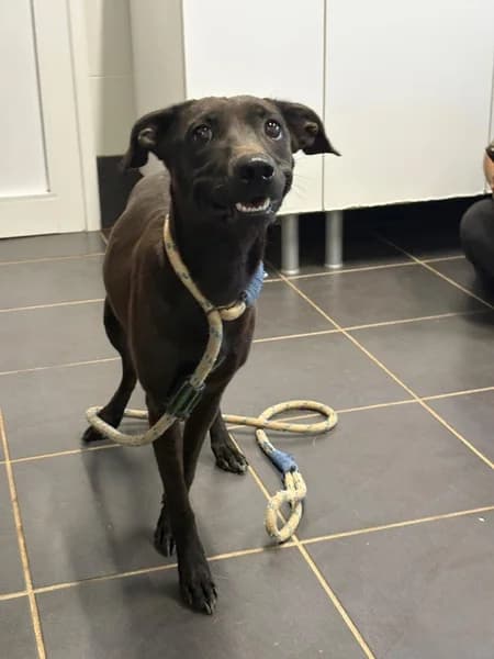 PELUSA, female Mixed Breed for adoption at Refugio Tierra Blanca