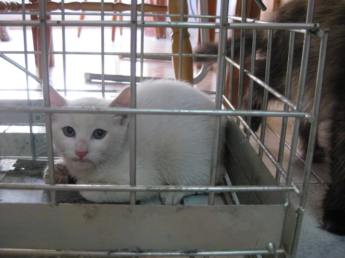 Benito, male senior Mixed Breed for adoption at Cuatro Gatos Cartagena