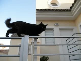 Blacky, puppy Mixed Breed for adoption at Cuatro Gatos Cartagena