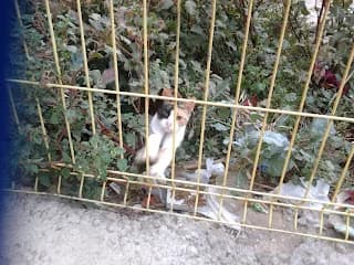 Dido, Mixed Breed for adoption at Cuatro Gatos Cartagena