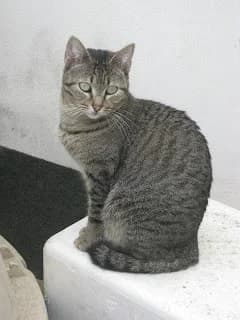 Galena, female Mixed Breed for adoption at Cuatro Gatos Cartagena