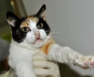 Gatas de la Avenida América, female puppy Mixed Breed for adoption at Cuatro Gatos Cartagena