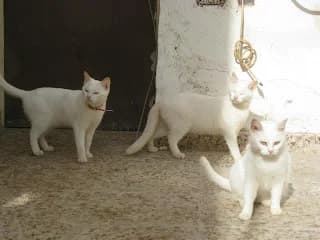 Gatitos, female puppy Mixed Breed for adoption at Cuatro Gatos Cartagena