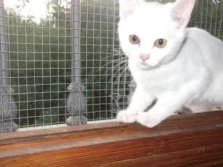 Gatitos blancos, puppy Mixed Breed for adoption at Cuatro Gatos Cartagena