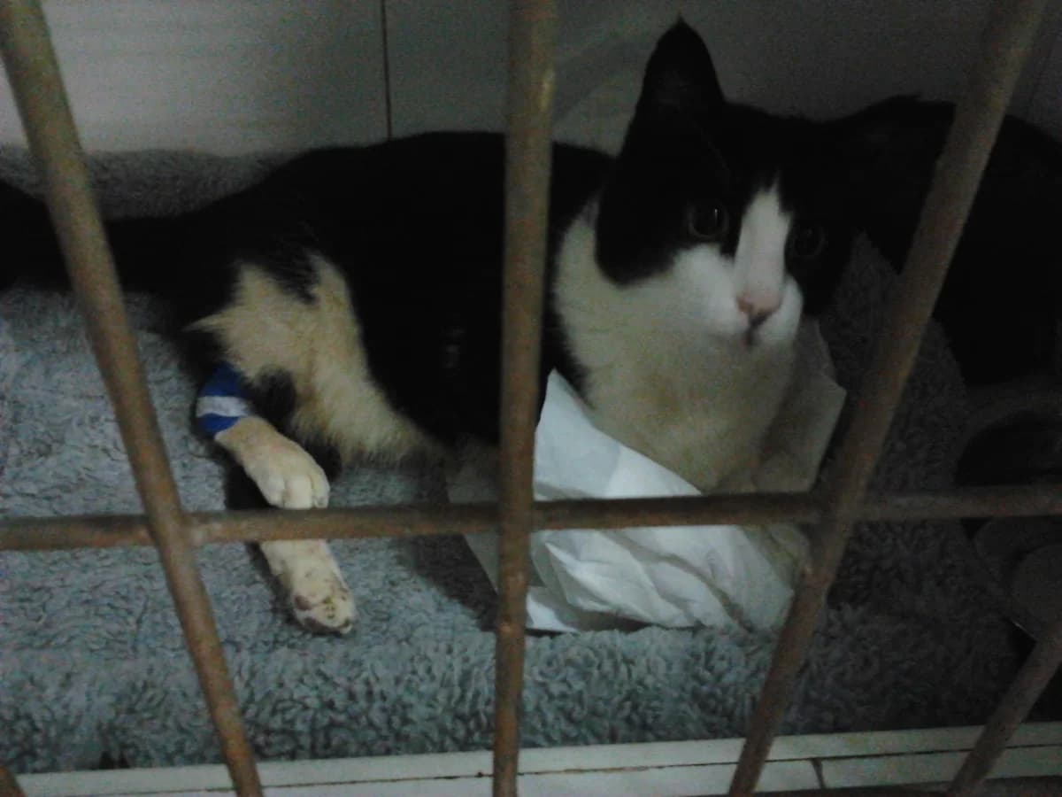 Gato adulto de año y medio con problemas motrices., Mixed Breed for adoption at Cuatro Gatos Cartagena