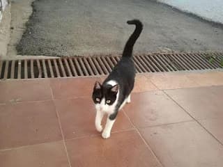 Gatos en peligro en Club nautico Mar Menor, male puppy Mixed Breed for adoption at Cuatro Gatos Cartagena