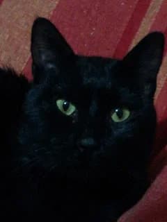 Gomez, male Mixed Breed for adoption at Cuatro Gatos Cartagena