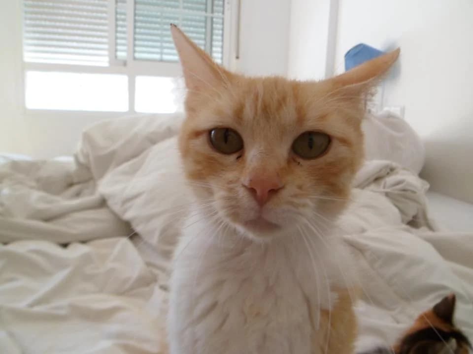 Hua y bebés, Mixed Breed for adoption at Cuatro Gatos Cartagena