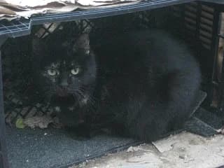 MISIFU “LA GATITA DE TELECO”, female puppy Mixed Breed for adoption at Cuatro Gatos Cartagena