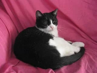 Molinete I, female senior Mixed Breed for adoption at Cuatro Gatos Cartagena