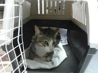 Nino, Mixed Breed for adoption at Cuatro Gatos Cartagena