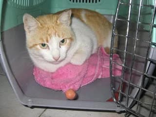 Rubia, Mixed Breed for adoption at Cuatro Gatos Cartagena