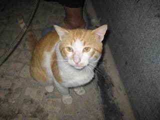 Rubio, Mixed Breed for adoption at Cuatro Gatos Cartagena