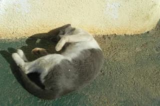 Rufino, puppy Mixed Breed for adoption at Cuatro Gatos Cartagena