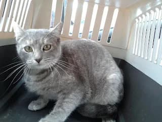 Sisí, female puppy Mixed Breed for adoption at Cuatro Gatos Cartagena