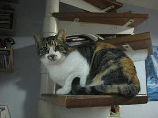 Teresa, Mixed Breed for adoption at Cuatro Gatos Cartagena