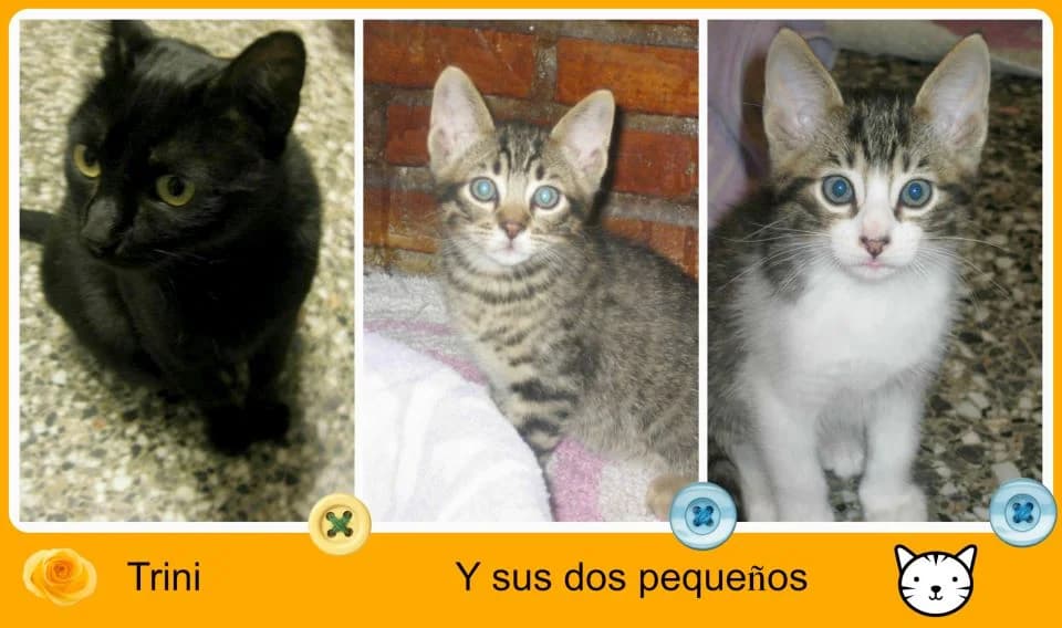 Trini y sus bebés, male puppy Mixed Breed for adoption at Cuatro Gatos Cartagena