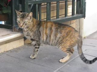 Trixi, female puppy Mixed Breed for adoption at Cuatro Gatos Cartagena