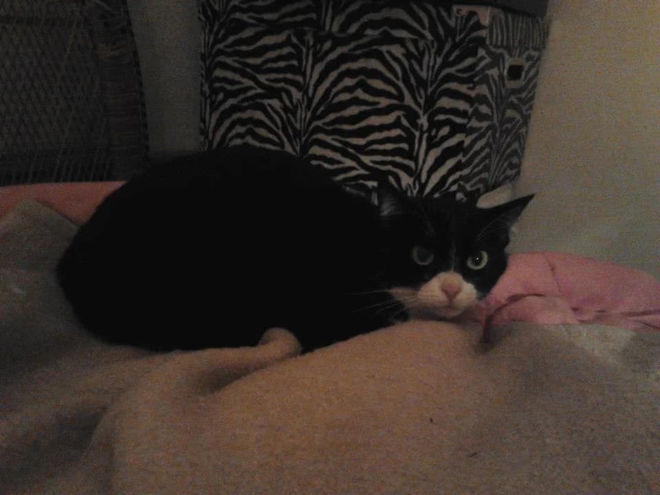 Gala, male puppy Mixed Breed for adoption at Cuatro Gatos Cartagena