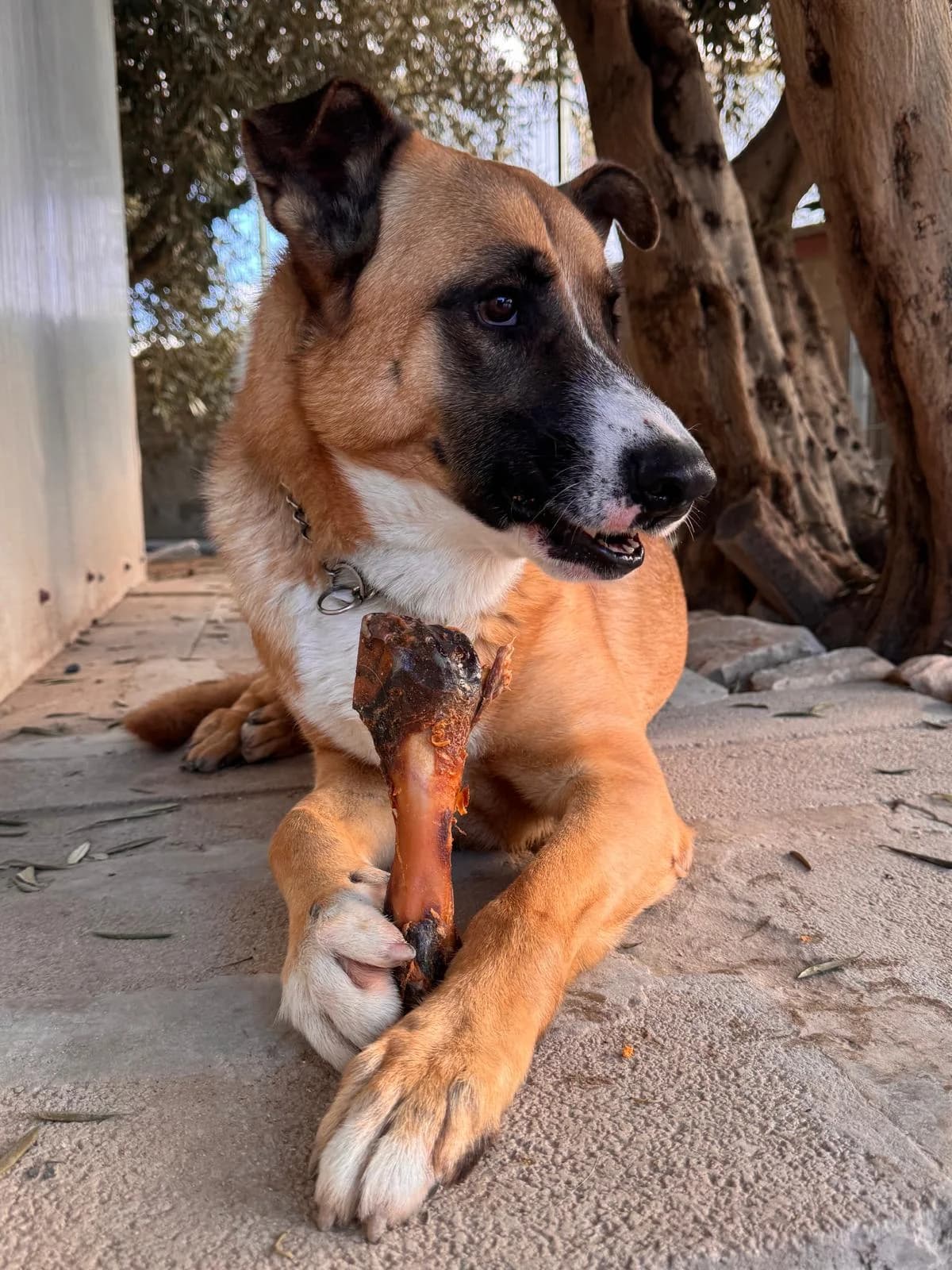 Benja, male Mixed Breed for adoption at Cuatro Patas Jumilla