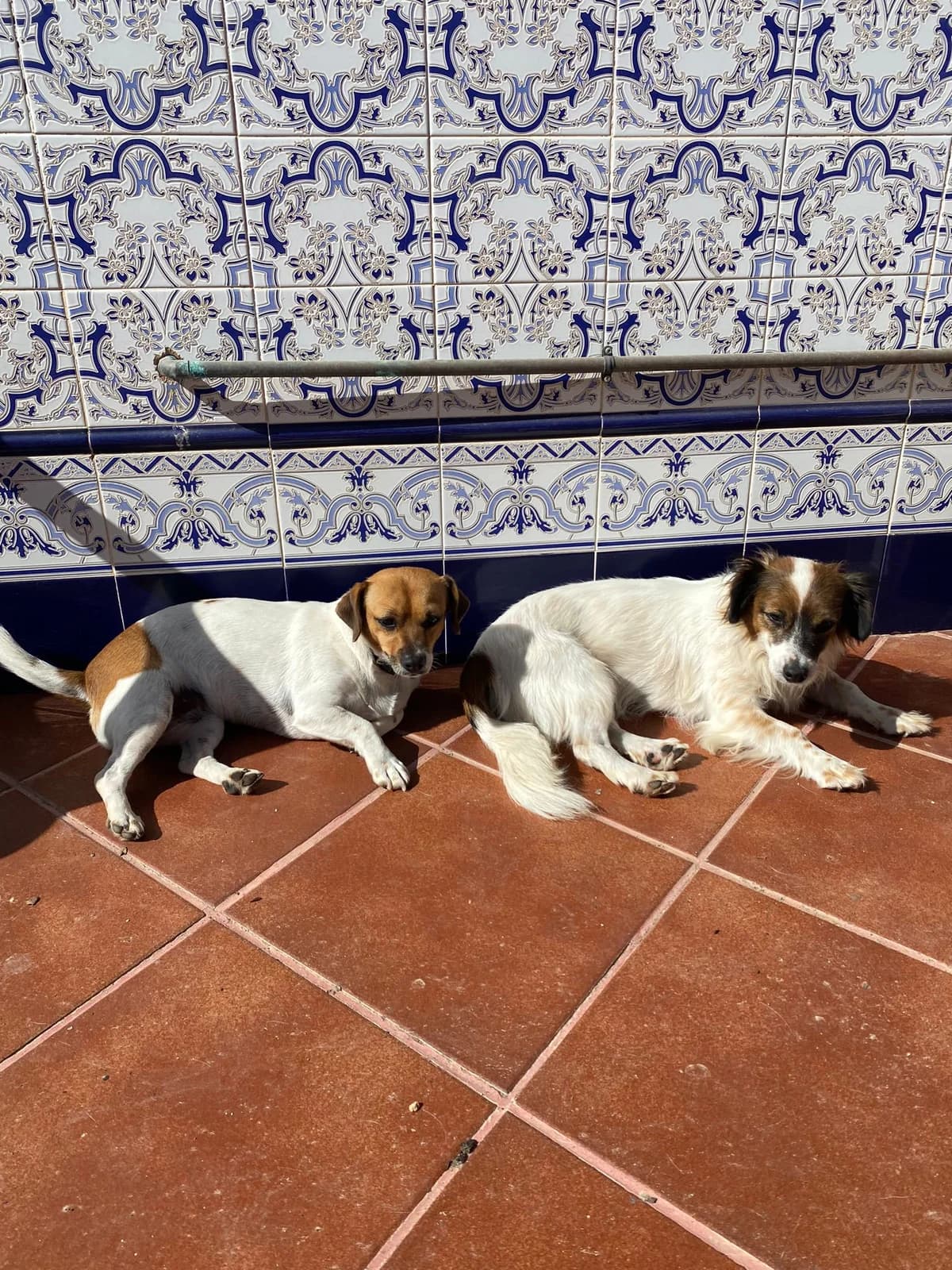 BOBY (macho) y KITTY (hembra), female 6yo Mixed Breed for adoption at Cuatro Patas Jumilla